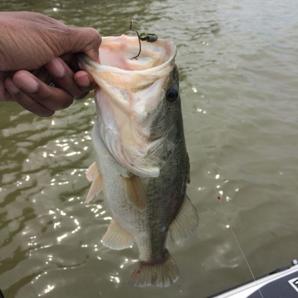 Lake Ray Hubbard Fishing Report | RB Bass Fishing