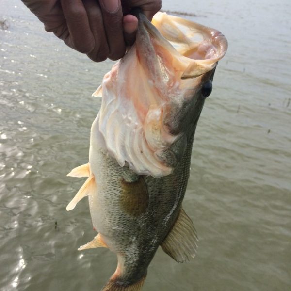 Lake Ray Hubbard Fishing Report by Darrel Thomas